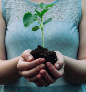 a person holding a small plant in hand