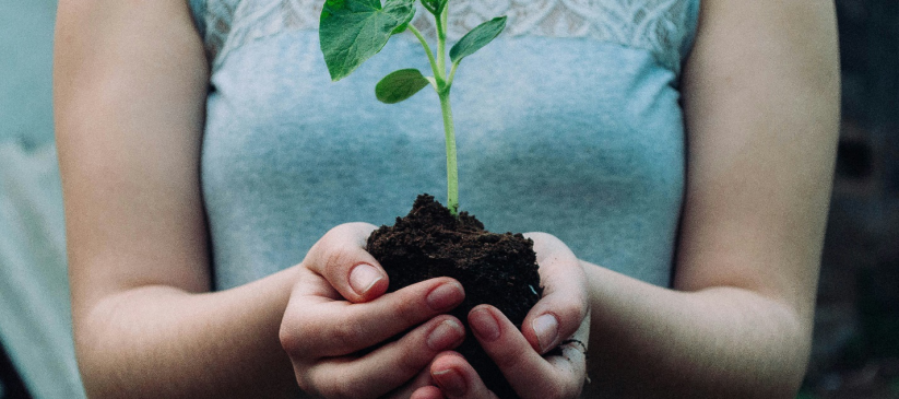 a person holding a small plant in hand